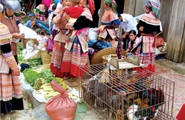 Bảo tồn nguồn gen quý của Việt Nam - Bài cuối: Bảo tồn gen gắn với phát triển kinh tế